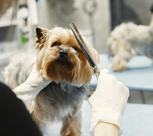 Full Grooming