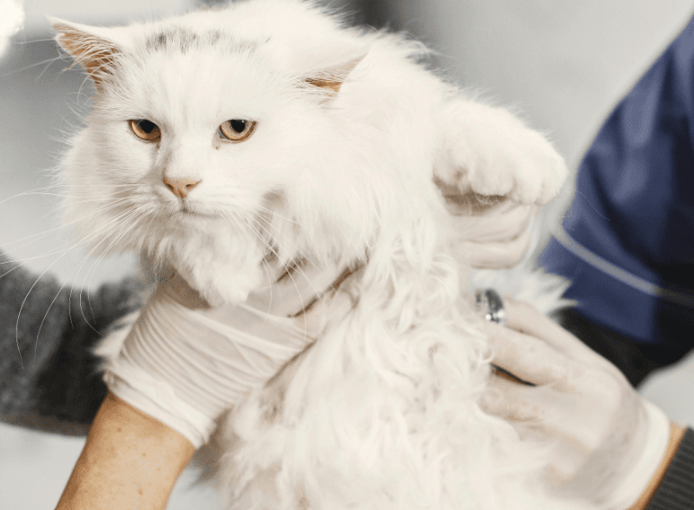 General Pet Health Check
