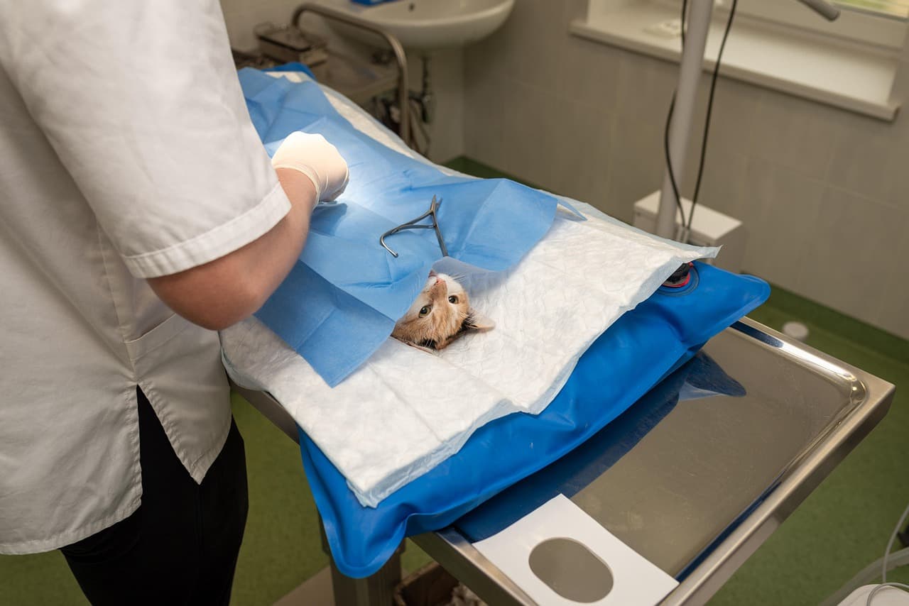 Emergency veterinary care