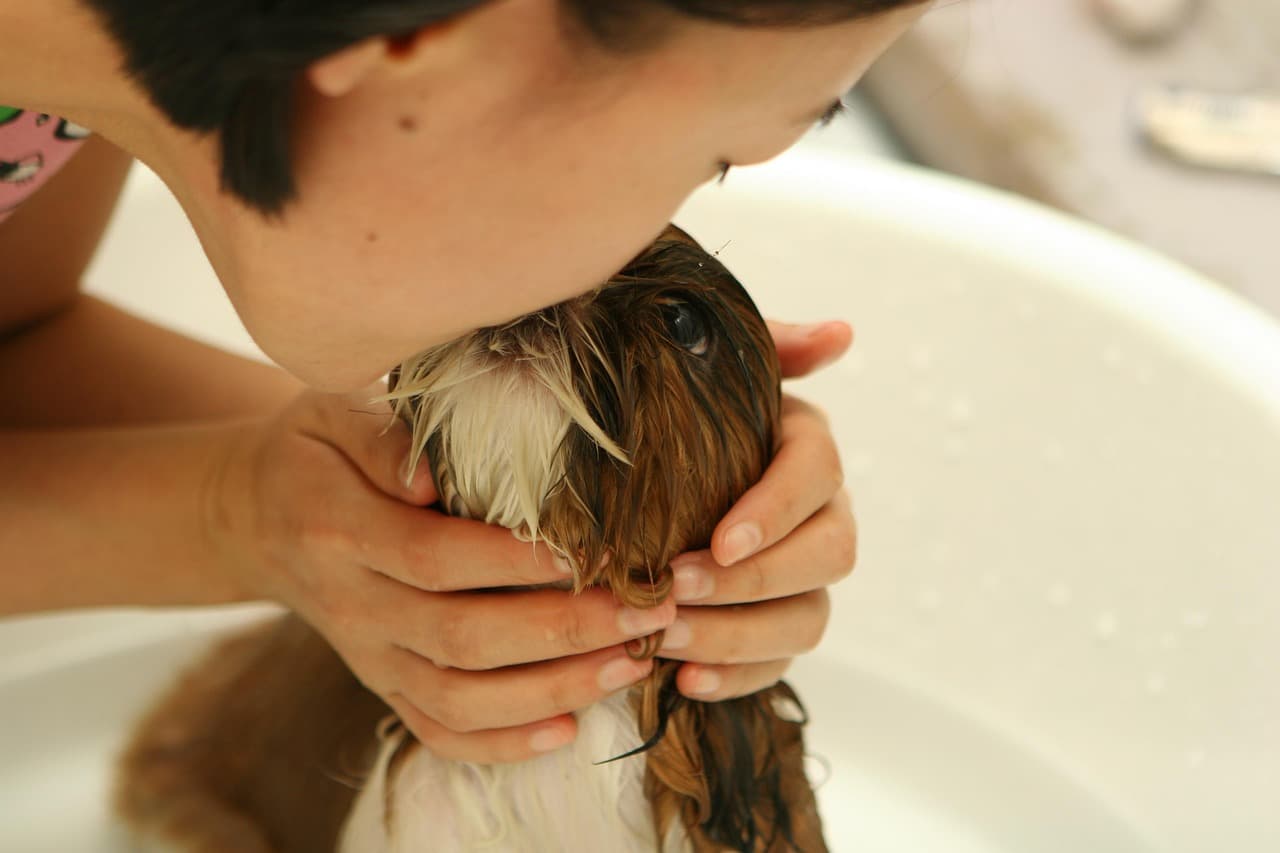 Pet grooming session