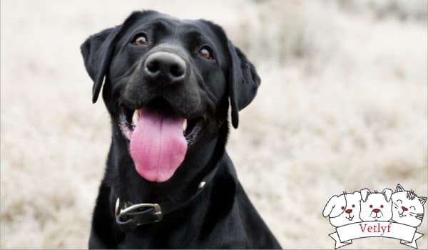 Canine Distemper: Essential Vet Guide to a Serious Threat