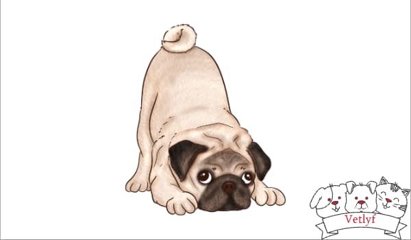 Why Dogs Dig