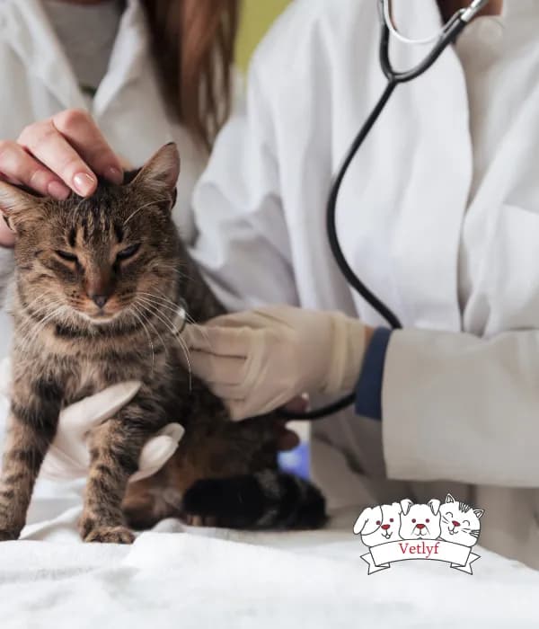 How to Know if Your Cat Is Sick