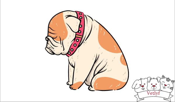 Dog Jaundice: Signs, Causes & Treatment Explained