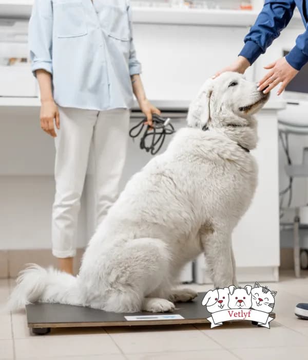 Understanding Brain Tumors in Dogs: Symptoms & Treatment