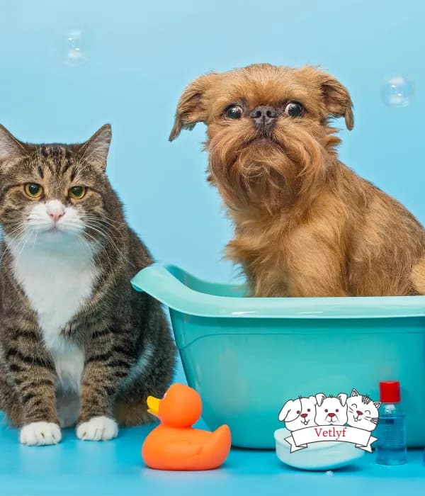 Essential Vaccinations Puppies Kittens