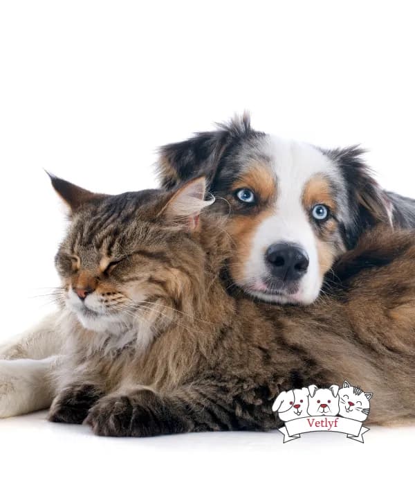 Protect Your Pet: Essential Antirabies Vaccination Guide