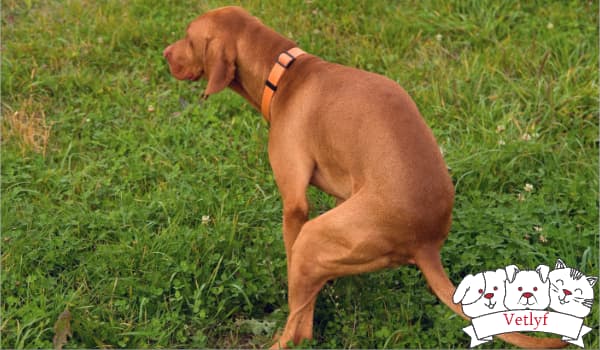 Home Vet Visits: Hilarious Pet Antics Unleashed!