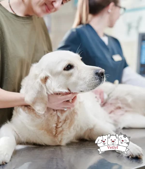 10 things to know before getting a labrador as a pet dog
