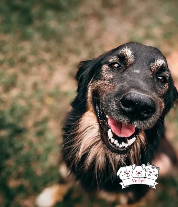 Pet Body Language Guide