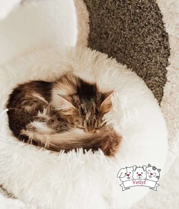 Essential Cat Supplements for Lifelong Health
