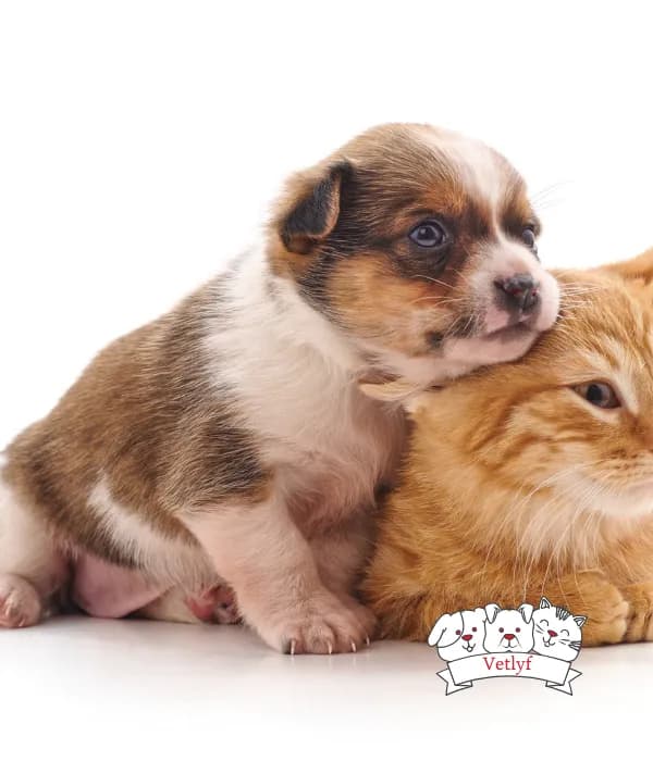 Neurotoxic Household Dangers for Both Dogs and Cats