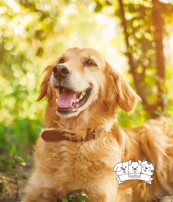 Why Is Your Dog's Tongue Out? Uncover the Reasons