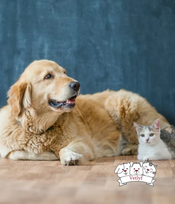 Tackle Pet Obesity: Essential Health Tips