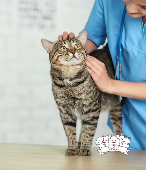 Detection and management of cognitive dysfunction in cats