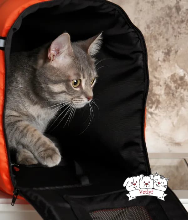 UTI in Kittens: Signs and Effective Treatments