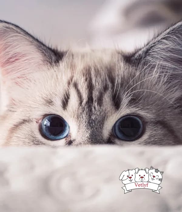 Cat Breathing Issues: Heart or Respiratory Cause?