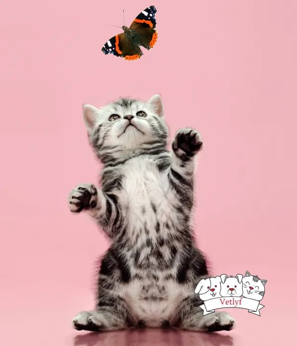 Essential vaccinations for kittens to ensure a healthy start in life