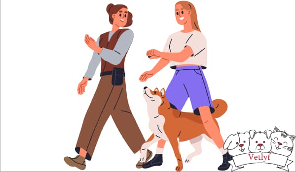 Boost Dog Training with Positive Reinforcement