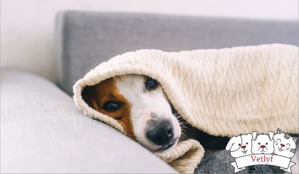 Dog Flu: Symptoms & Treatments Every Owner Should Know