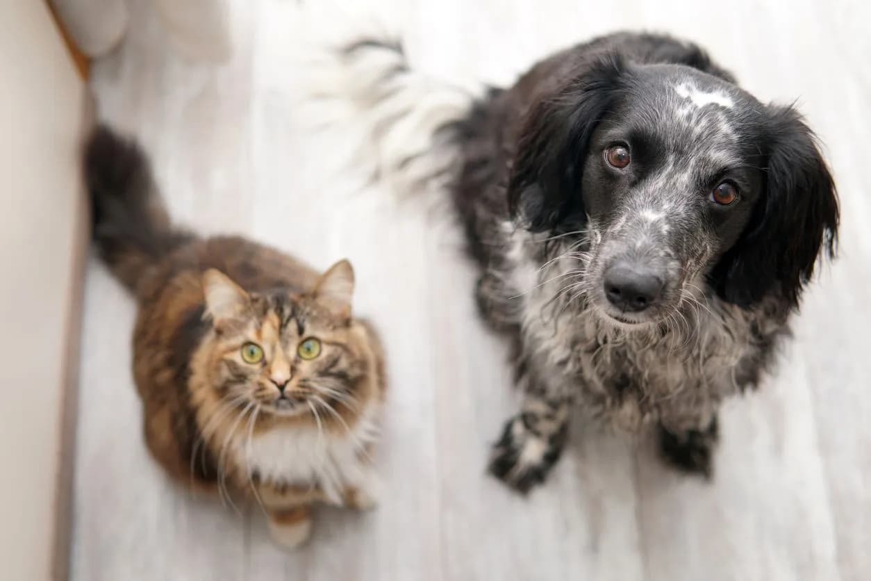 Detecting Blindness in Kittens & Puppies: Key Signs