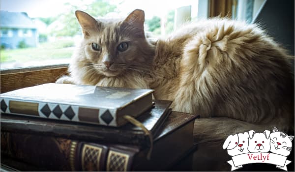 Debunking Hilarious Myths About Cat Vaccinations (Yes, Cats Have Opinions!)