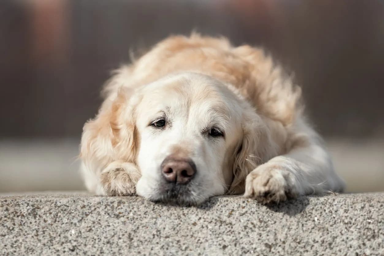 Addison's Disease in Dogs: Symptoms & Effective Treatments