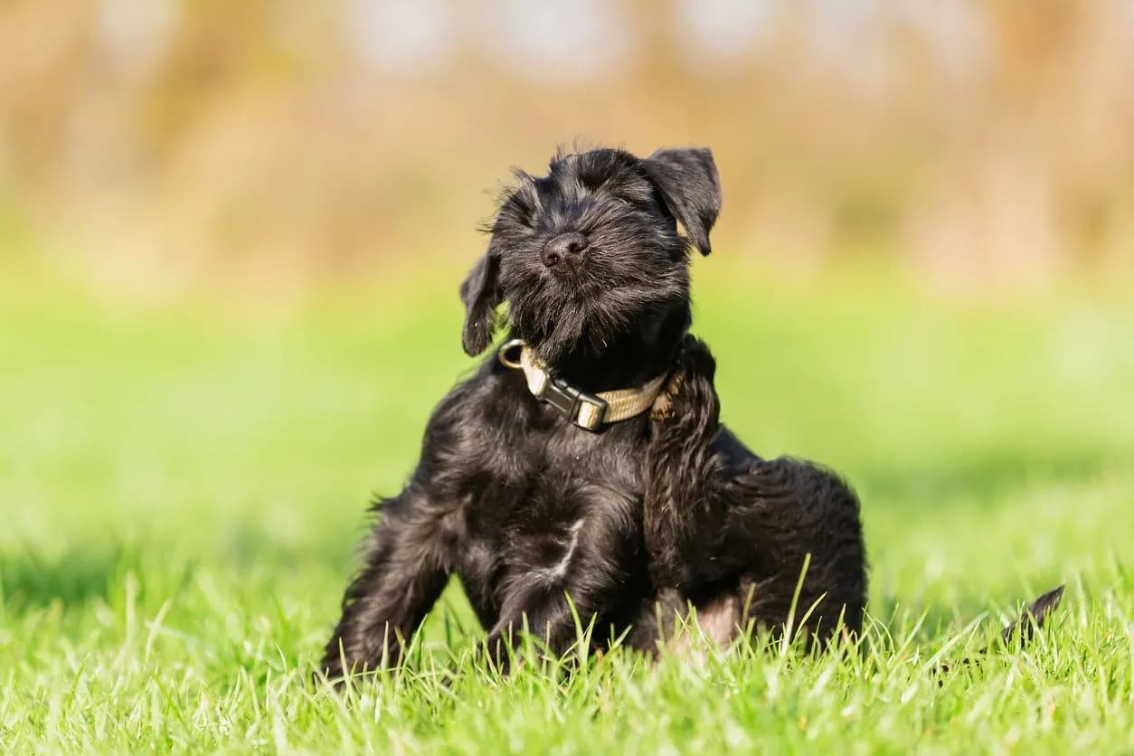 Top Skin Conditions in Dogs & Cats: Symptoms & Solutions