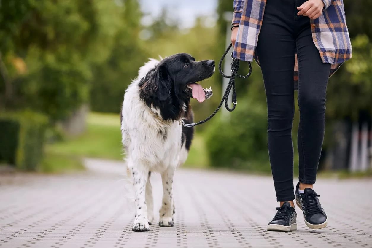 Best Gentle Dog Breeds in India for Easy Training