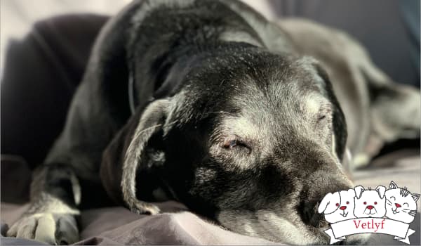 Managing Separation Anxiety in Dogs: Behavioural Training, Crate Training for Dogs and More