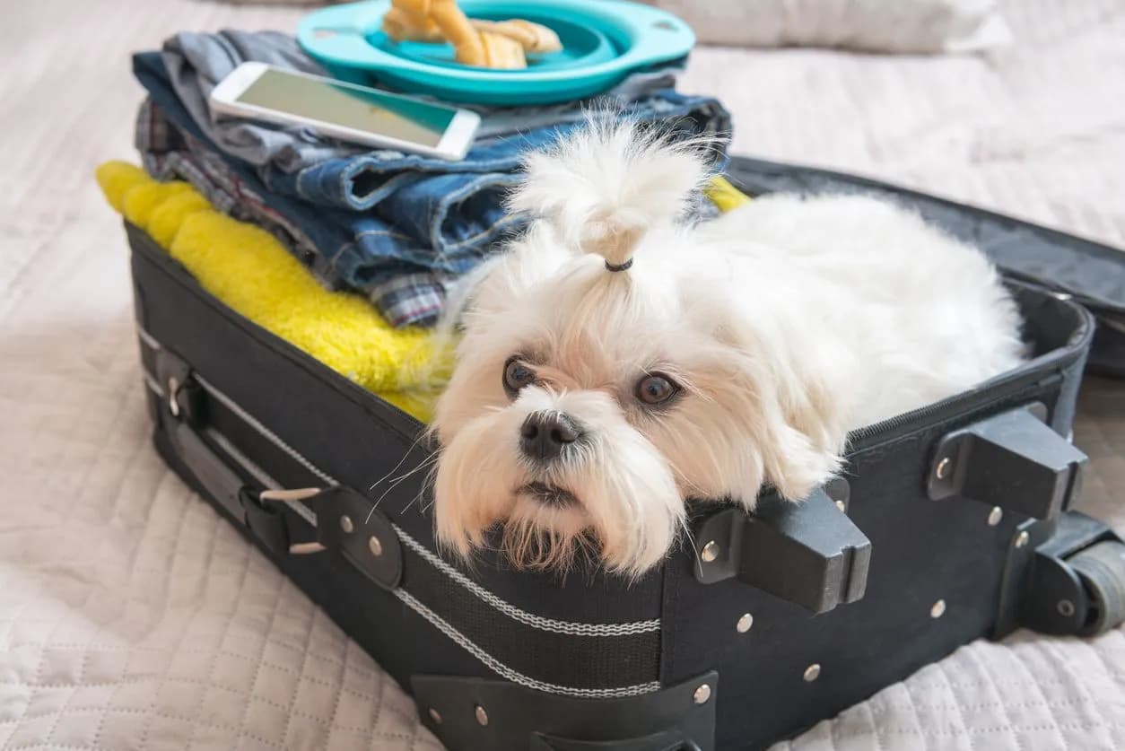 Get Pet Travel Ready