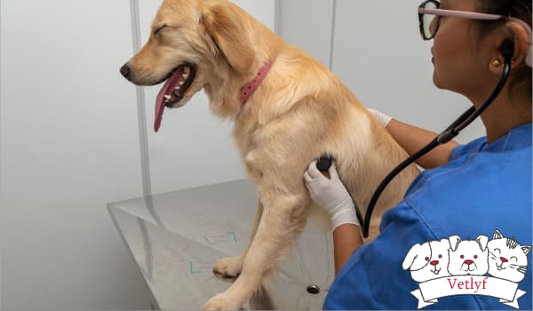 Top Puppy Vaccines: Essential Guide for Pet Owners