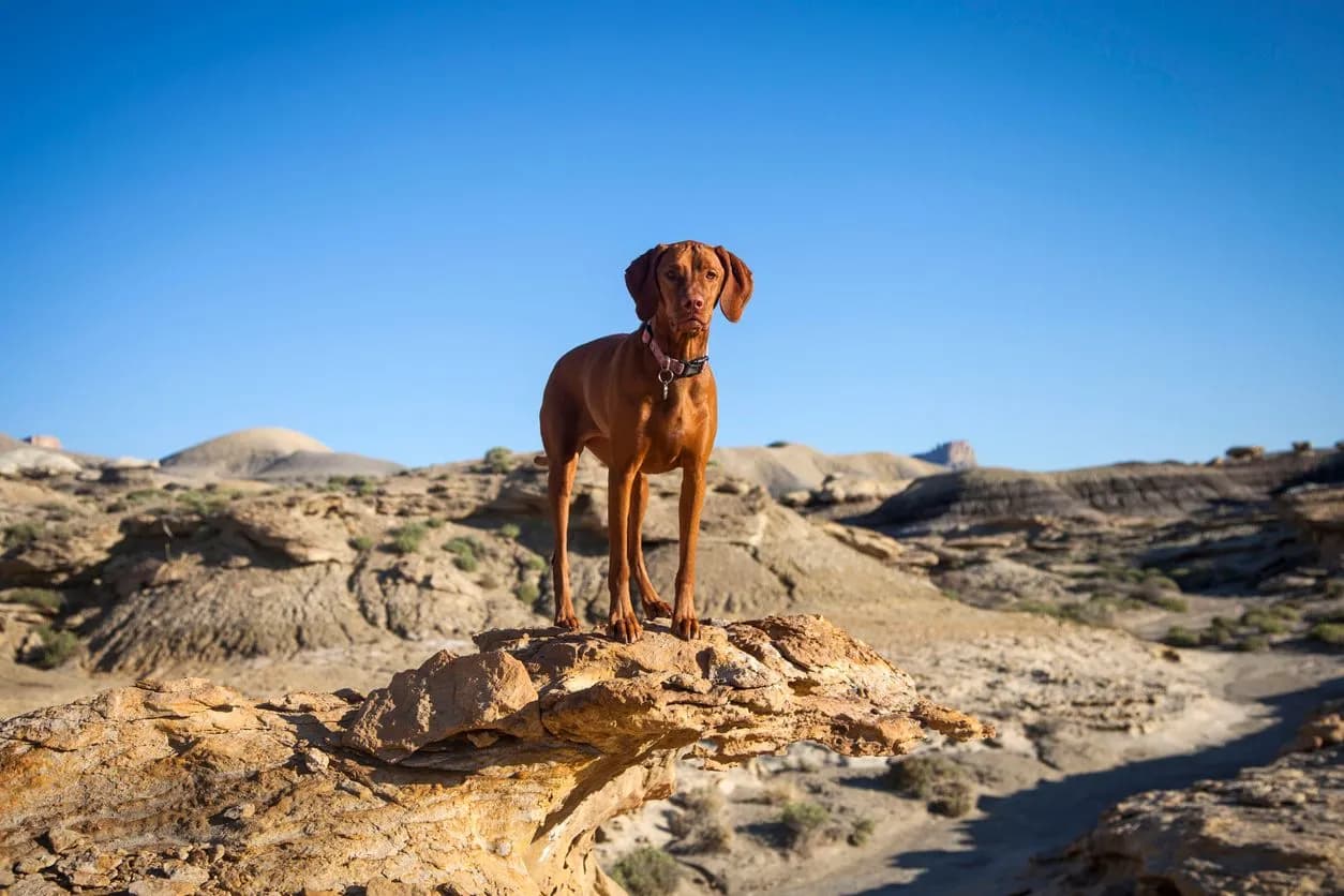 Urinary Incontinence in Dogs: Key Signs and Solutions