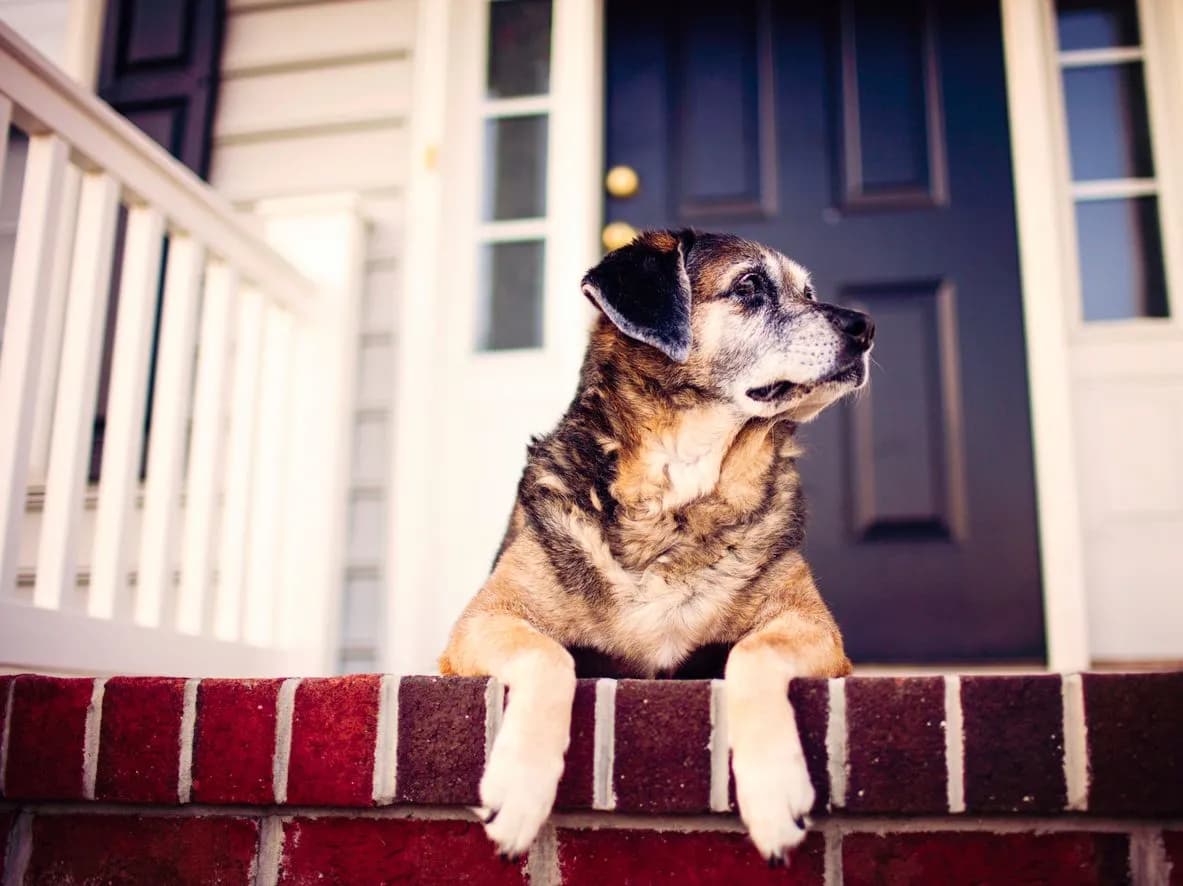 NSAIDs in Pets: More Than Just Pain Relief