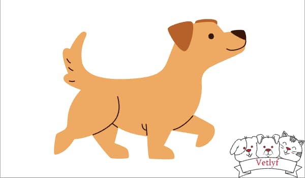 Who’s a Good Dog? Top 5 Expert Training Tips Revealed