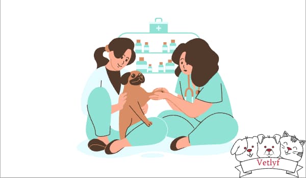 Why Regular Pet Wellness Visits Are Crucial