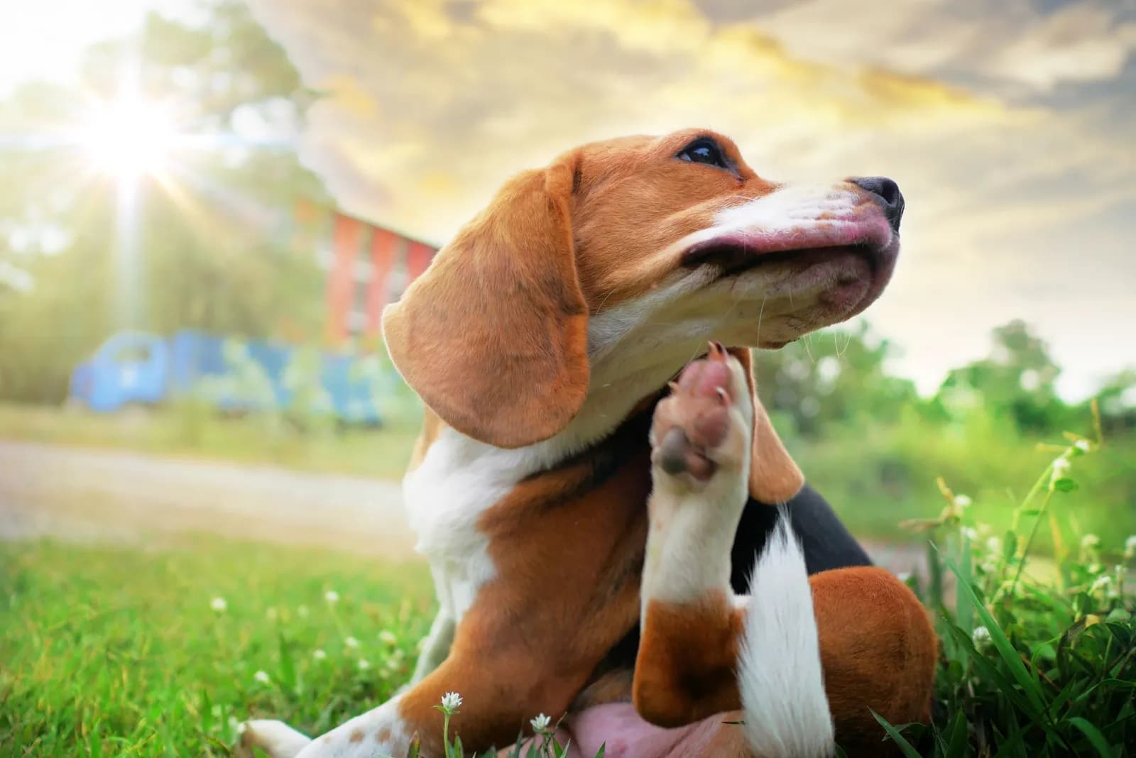 Treating Gum Disease and Gingivitis in Dogs Effectively