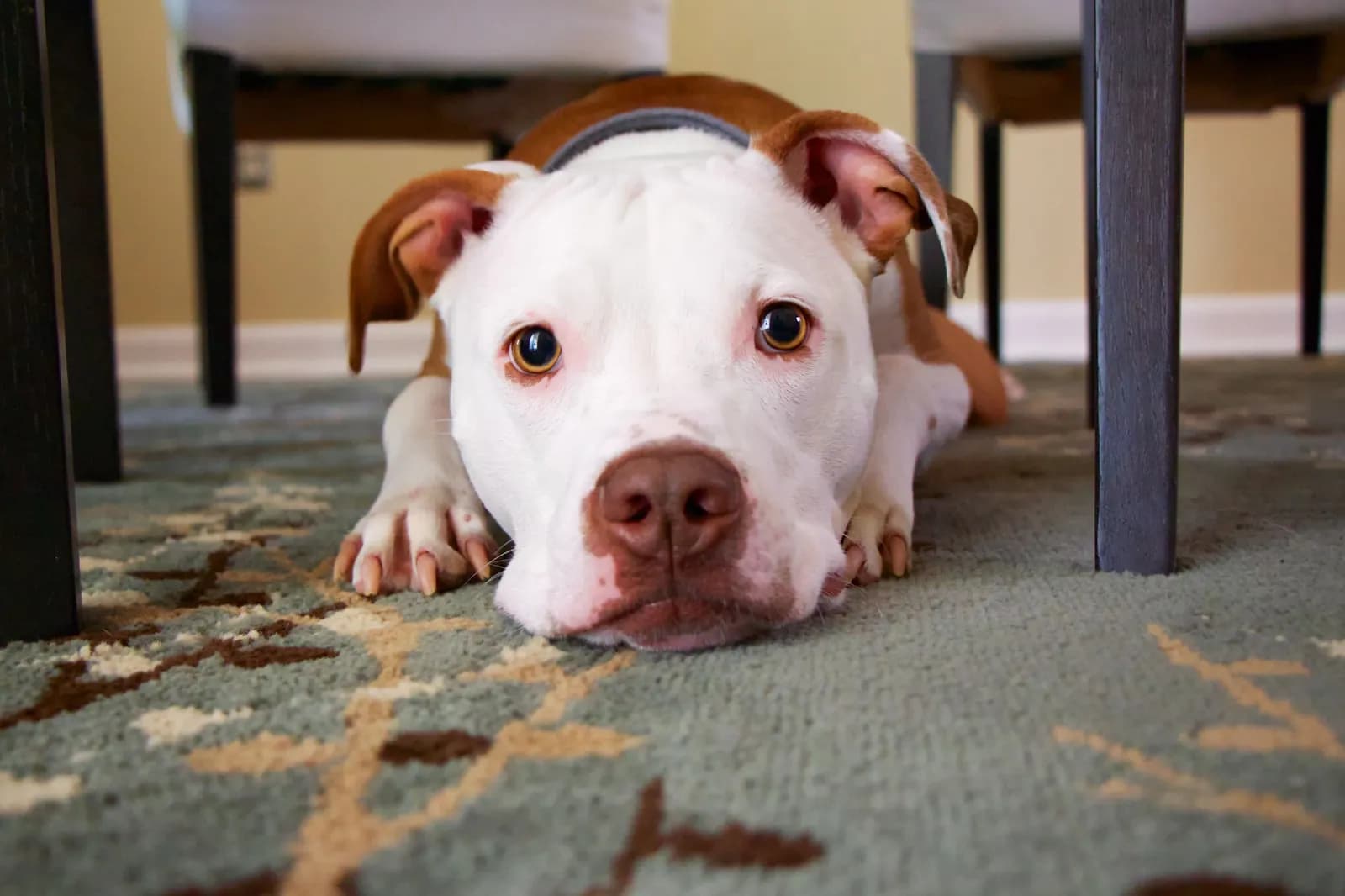 Dog Seizures: Spot, Respond, and Treat Effectively