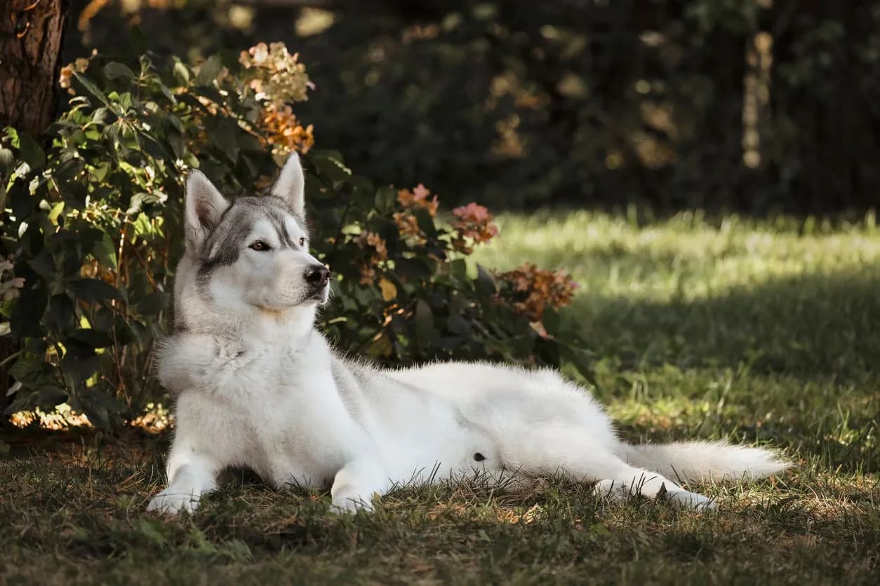 Dog Hip Dysplasia Surgery: Costs & Care Guide