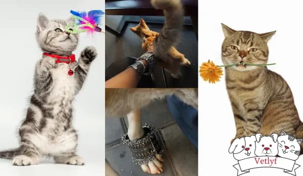 Cute Feline Play: Fun Wearables for Cat Health