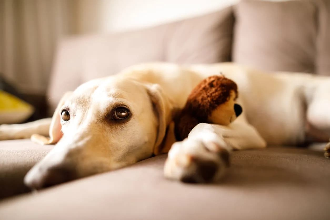 Avoid Dog Upset Stomachs: Tips & Solutions