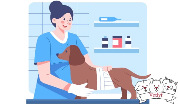 Surprise Health Benefits of Regular Pet (Dog & Cat) Checkups