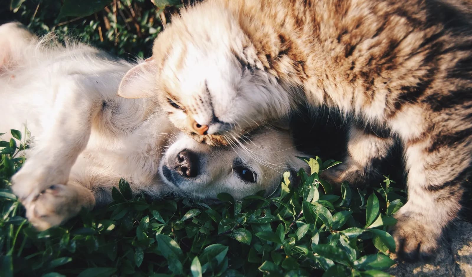 Top Five Most Intelligent Dogs