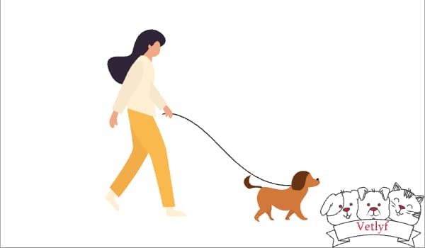 Best Pet Insurance Plans for Dogs & Cats in 2025