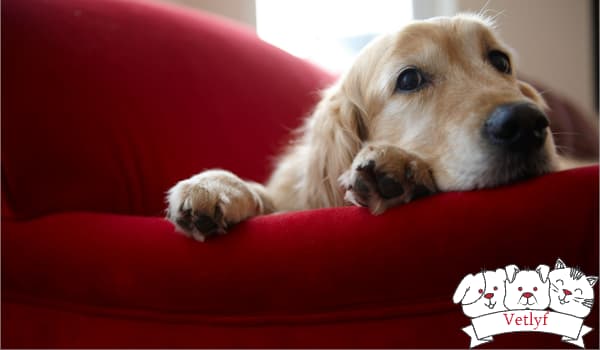 5 Shocking Facts About Dog Vaccinations You Never Knew!