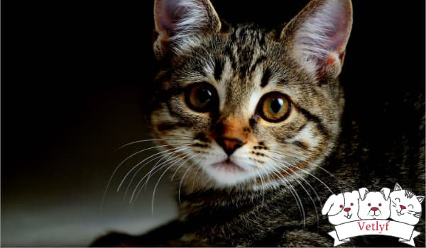 Purr-fect Protection: Busting the Silliest Cat Vaccination Myths