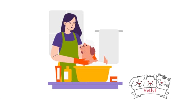 Comparing Dry vs. Wet Cat Food: Which is Healthier?